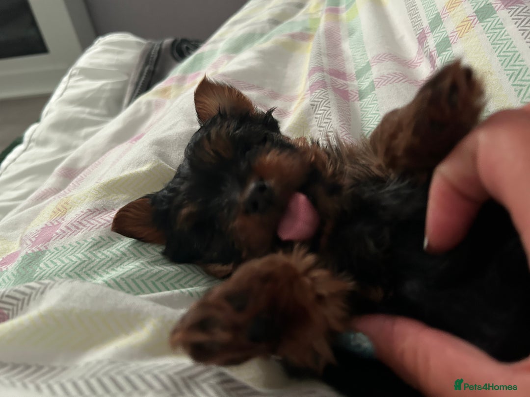 Yorkshire Terrier dogs for sale: Female Yorkshire terrier  - Image 3