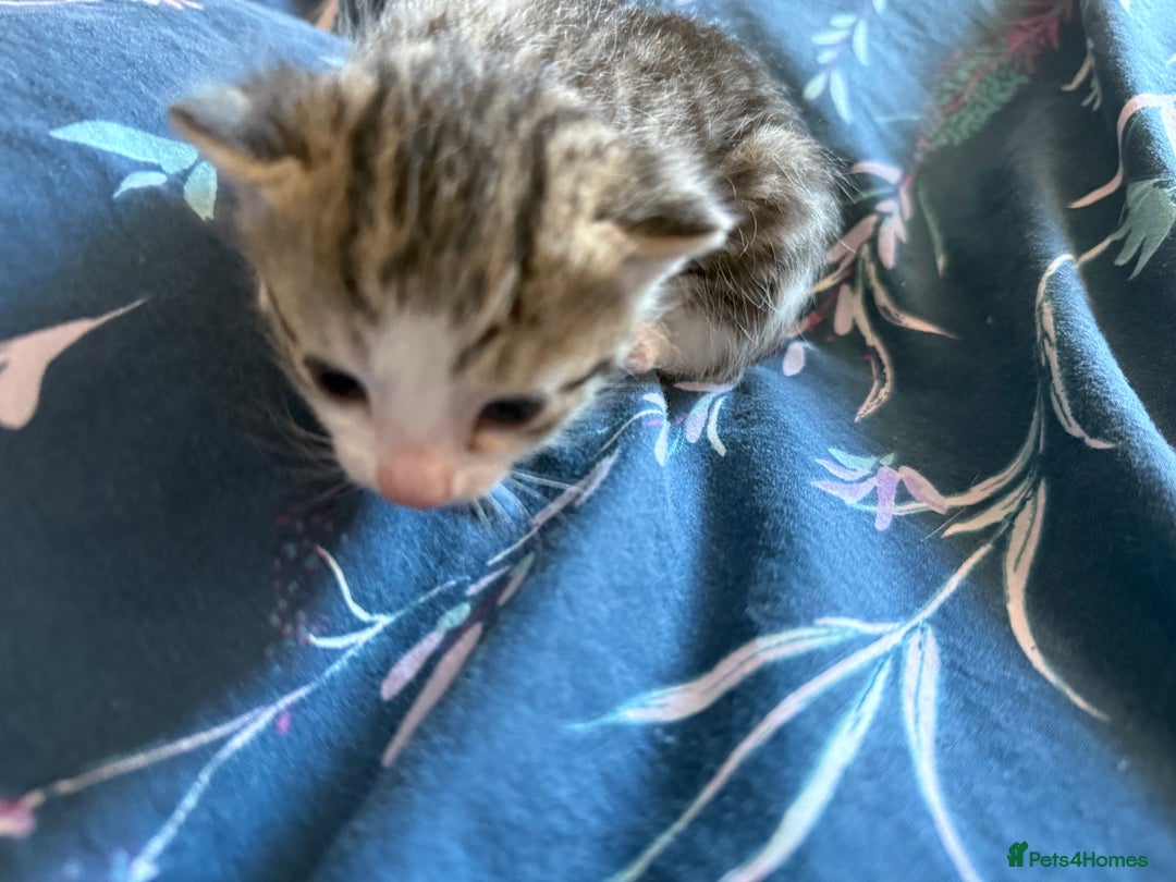 Mixed Breed cats for sale: Kittens  - Image 11