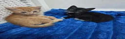 American Shorthair cats for sale: Ginger Male 8 Week Old Kitten - Advert 6