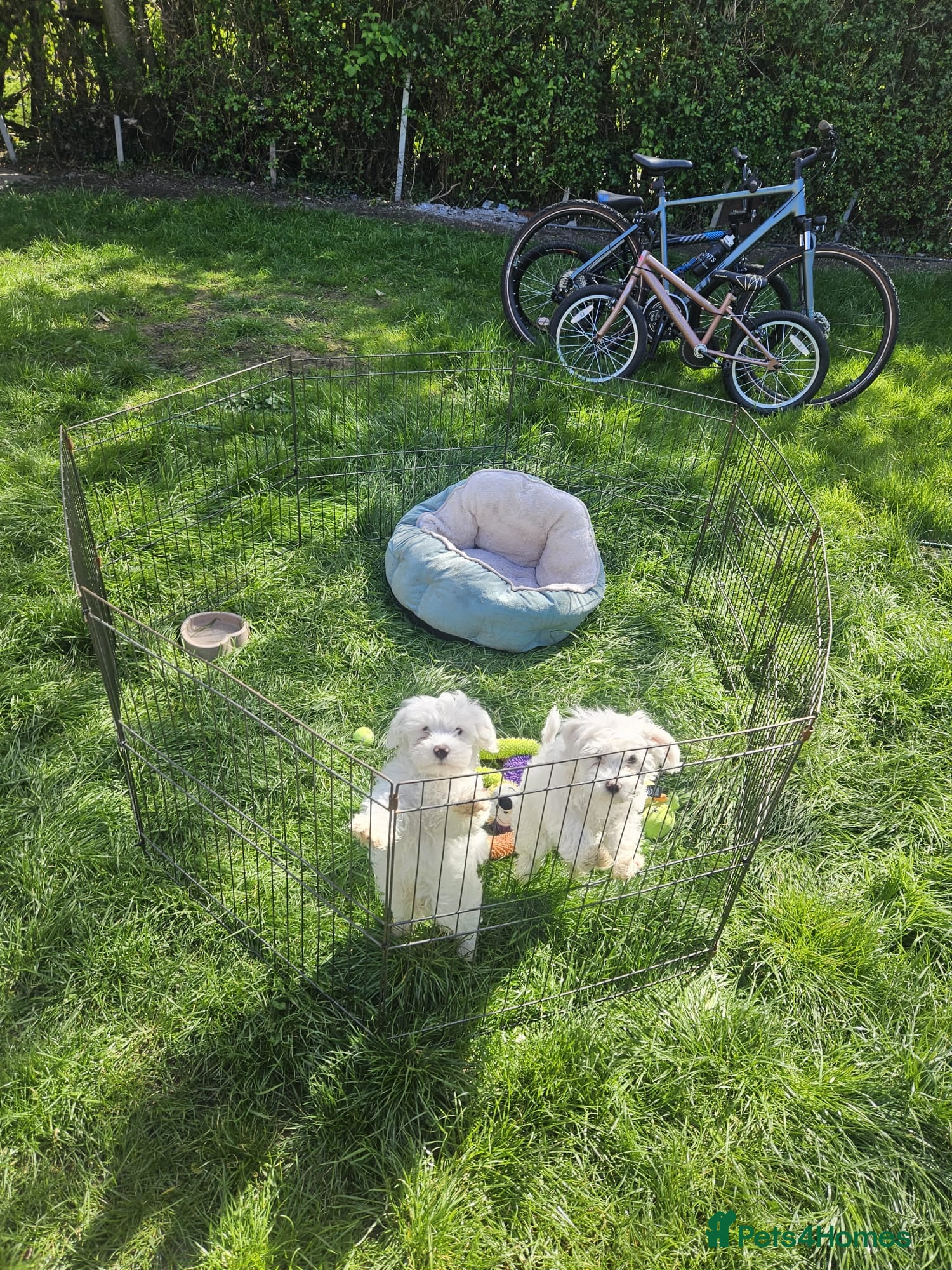 Bichon Frise dogs Beautiful Bichon Puppies - Advert 9