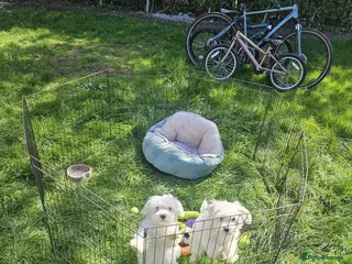 Bichon Frise dogs Beautiful Bichon Puppies - Advert 9