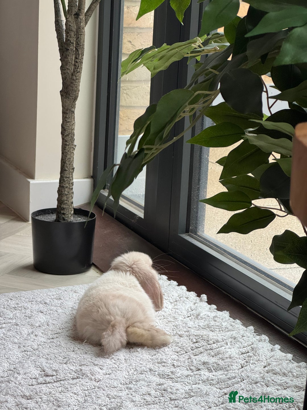 Mini Lop rabbits for sale: Mini Lop looking for loving forever home - Advert 4