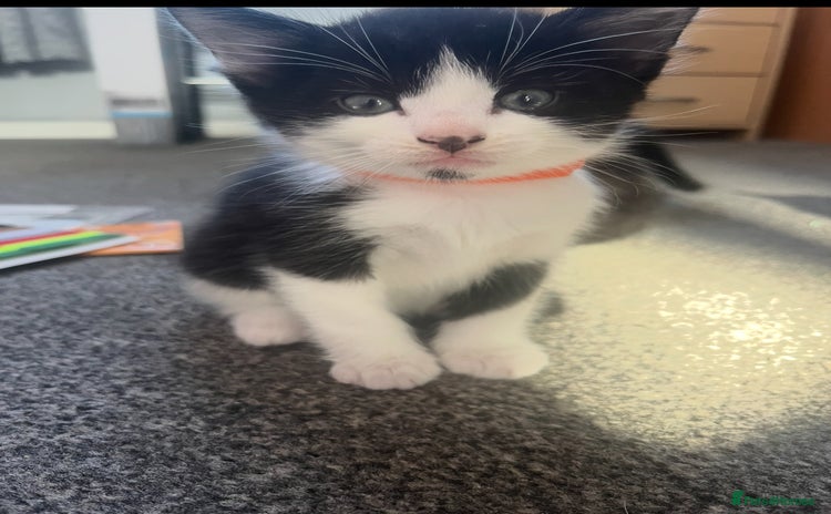 Mixed Breed cats - Advert 6