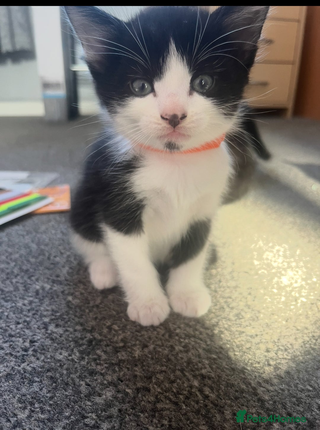 Mixed Breed cats for sale: black and white kittens  - Image 1