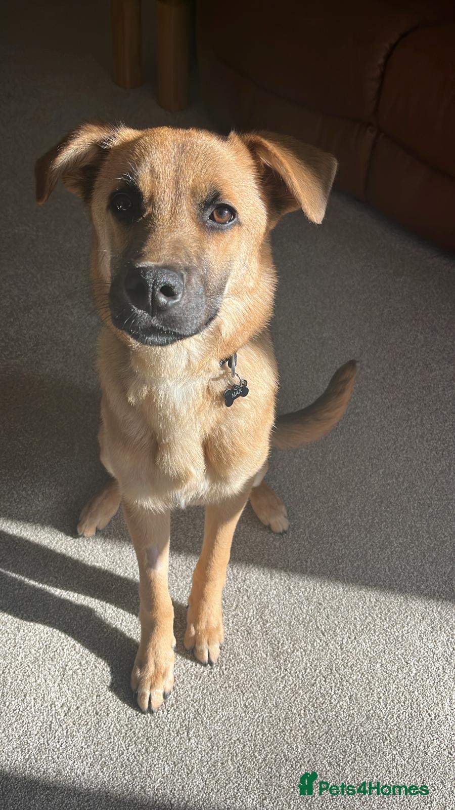 Mixed Breed dogs Max 🐶  - Advert 1