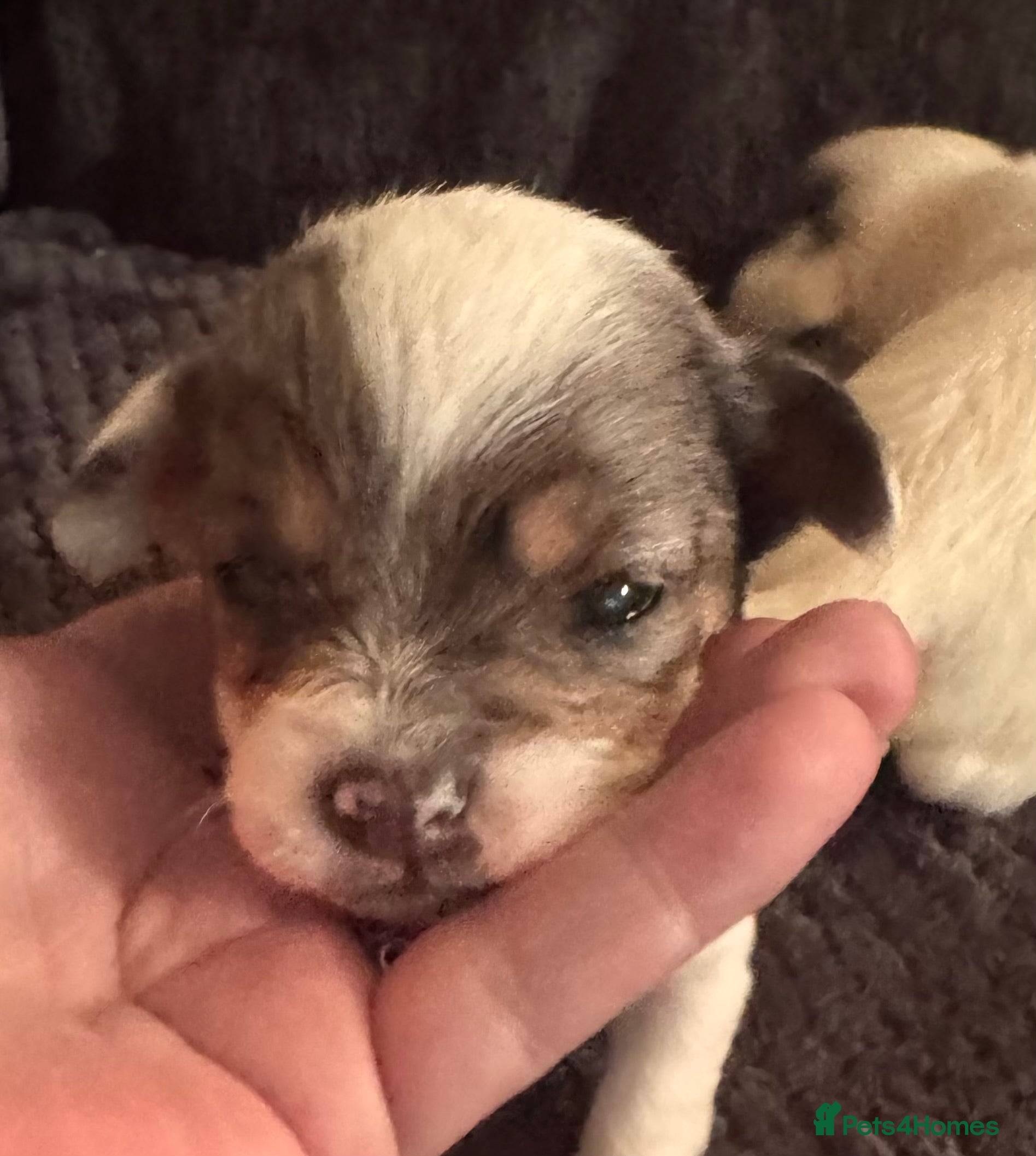 Chipoo dogs toy poodle X miniature Chihuahua, stunning 2 boys - Advert 14