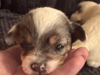 Chipoo dogs toy poodle X miniature Chihuahua, stunning 2 boys - Advert 14