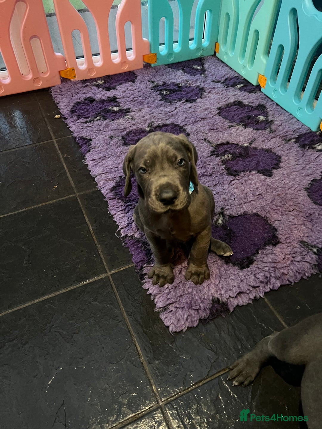 Great Dane dogs for sale: Great Dane puppies - Image 23