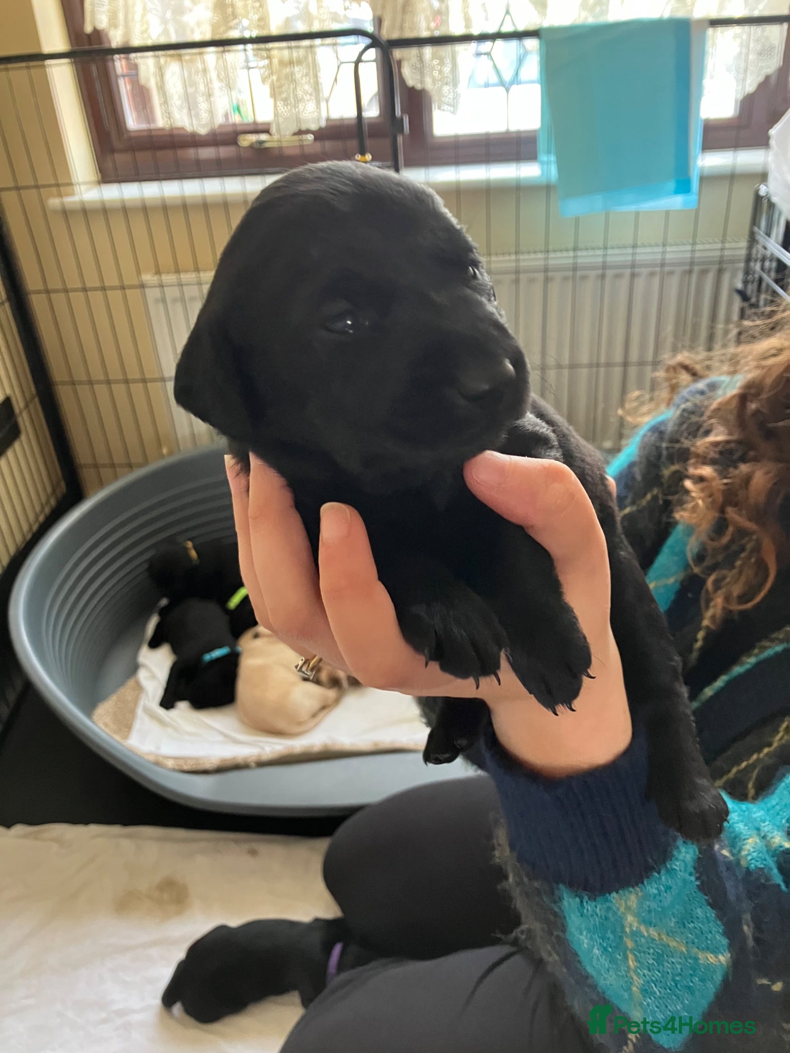 Labrador Retriever dogs KC registered Labrador puppies - Advert 2