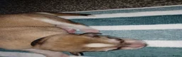 Siberian Husky dogs for sale: 🩵Exceptional siberian husky puppies🩵 - Advert 14