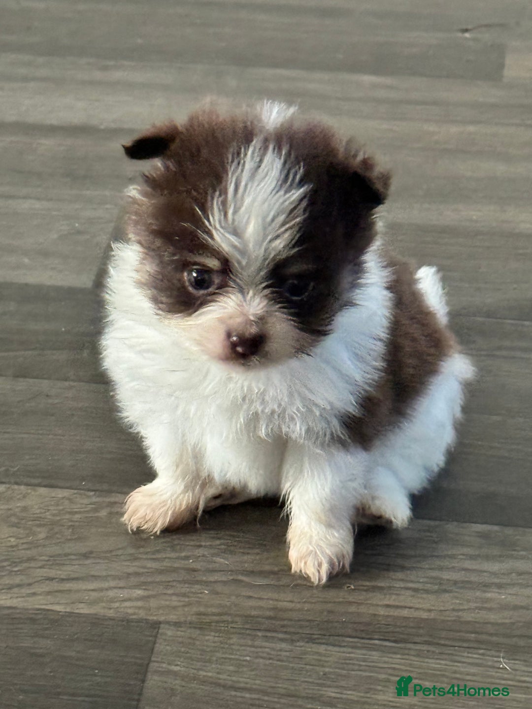 Mixed Breed dogs for sale: Pomeranian x - Image 6