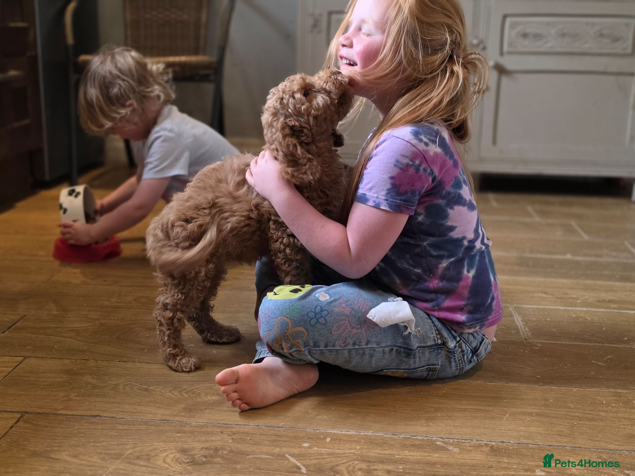 Cockapoo dogs COCKAPOO PUPPIES WITH 1ST & 2ND VACS! - Advert 11