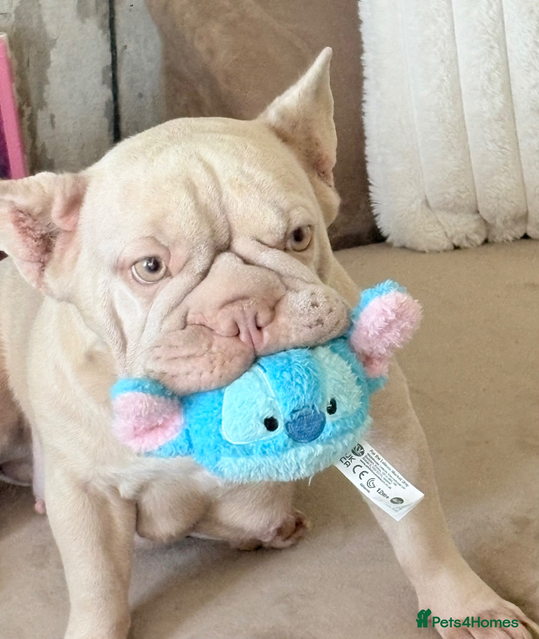 French Bulldog dogs 3 French bulldogs for sale! £2000 ONO - Advert 3