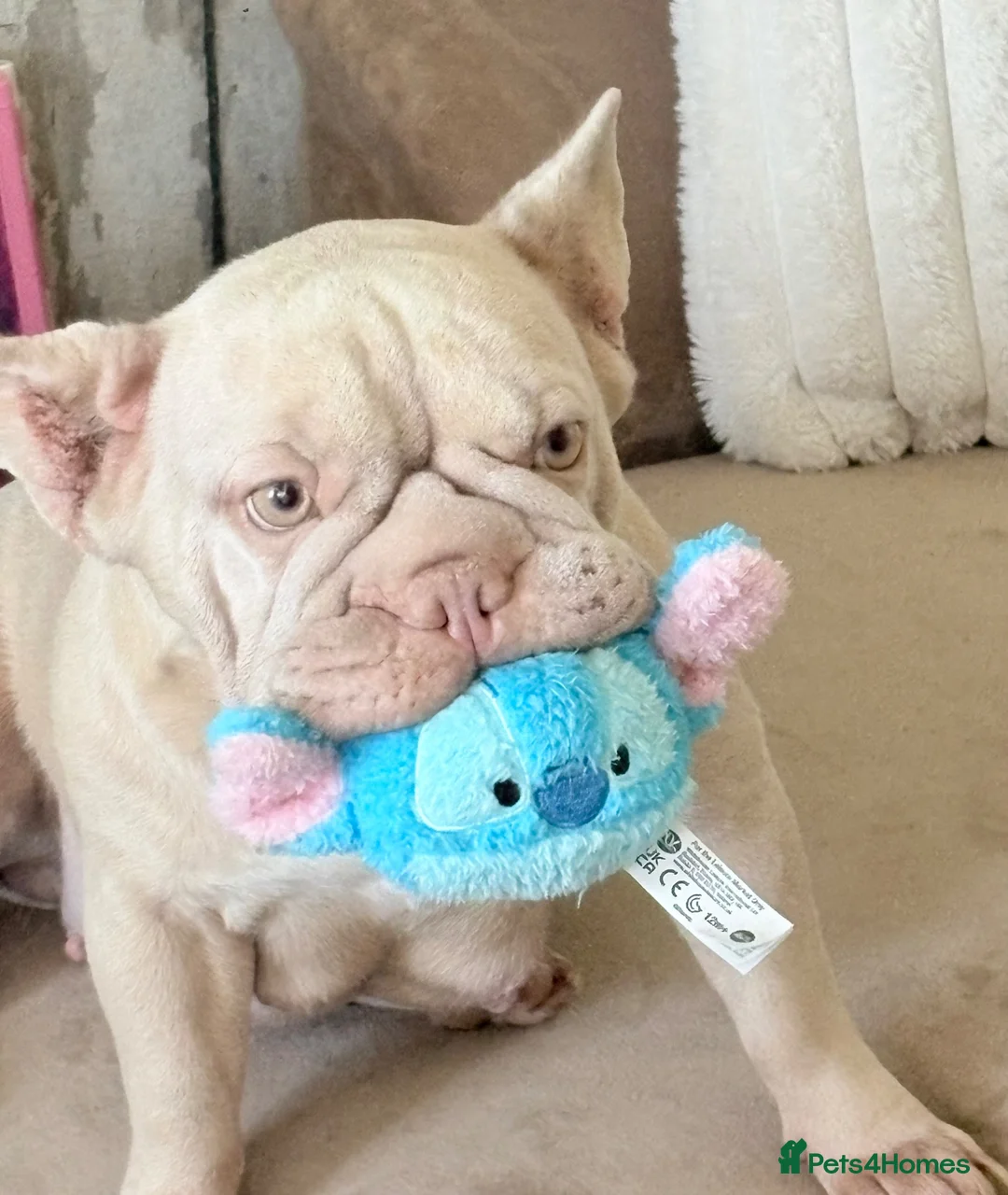French Bulldog dogs for sale: 3 French bulldogs for sale! £2000 ONO in London - Advert 1
