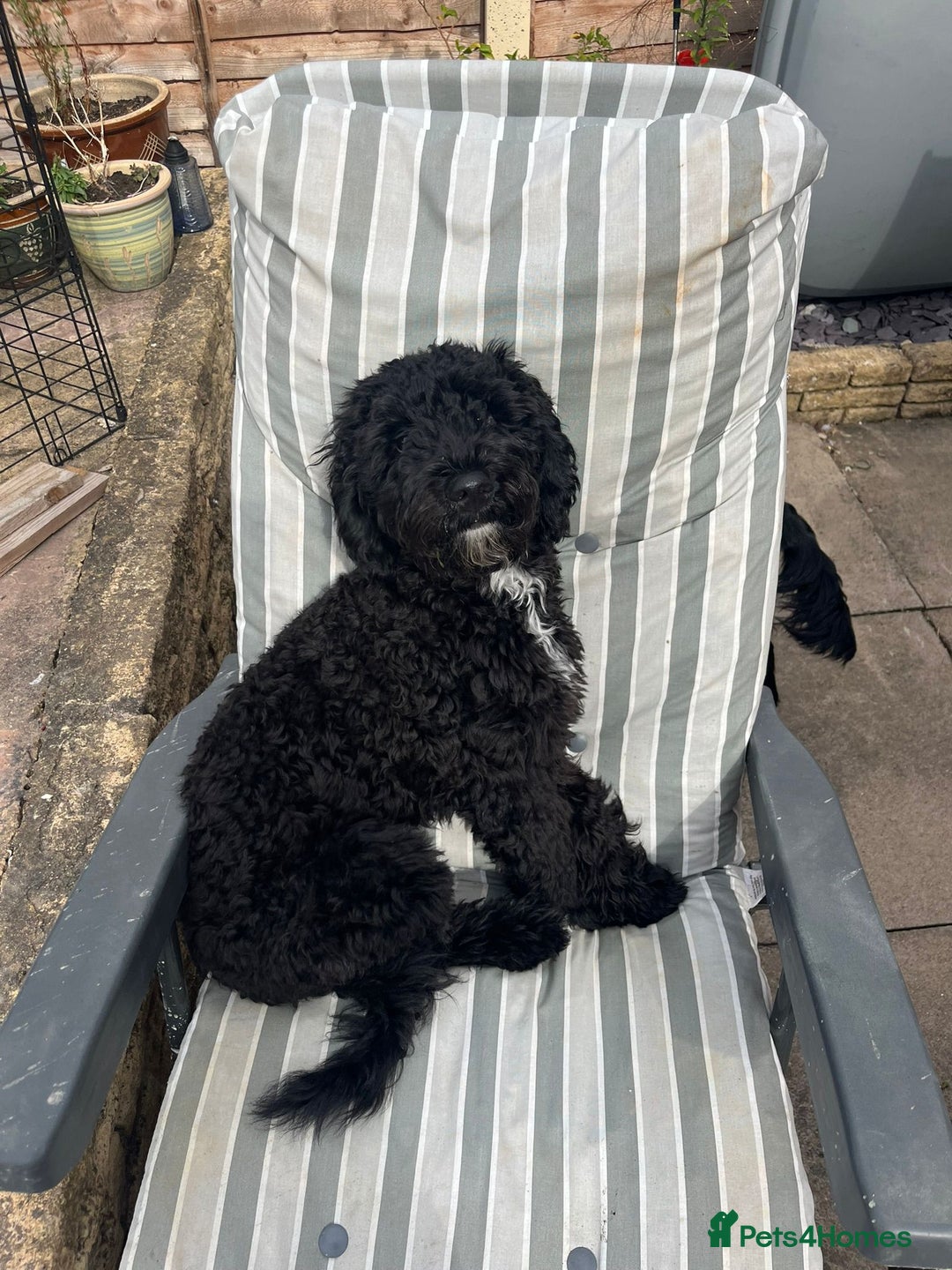 Cockapoo dogs for sale: Stunning cockapoos  - Advert 3