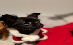 Chihuahua dogs for sale: Absolutely Stunning Little Chihuahua Puppies - Image 21