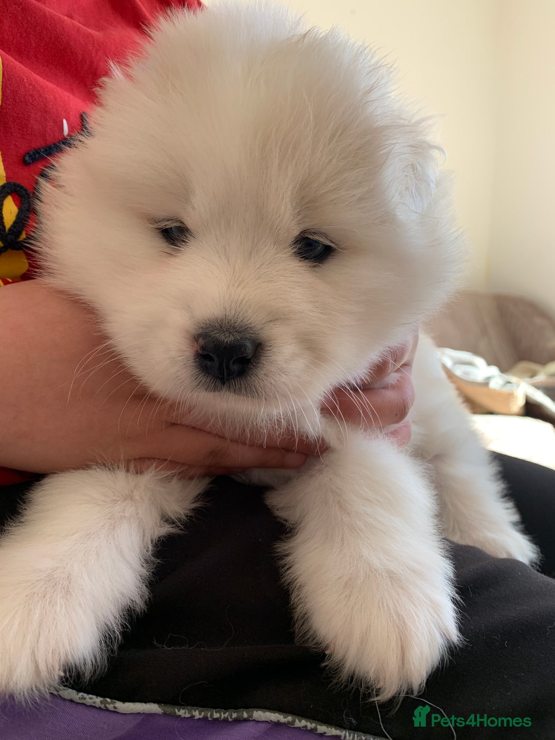 Samoyed dogs for sale: Samoyed puppies  - Image 12