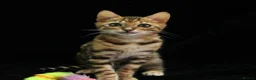 Bengal cats for sale: 🔥Beautiful Bengal girl available🔥 - Advert 12
