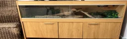 Corn Snake reptiles for sale: Albino Corn Snake in Chelmsford - Advert 3