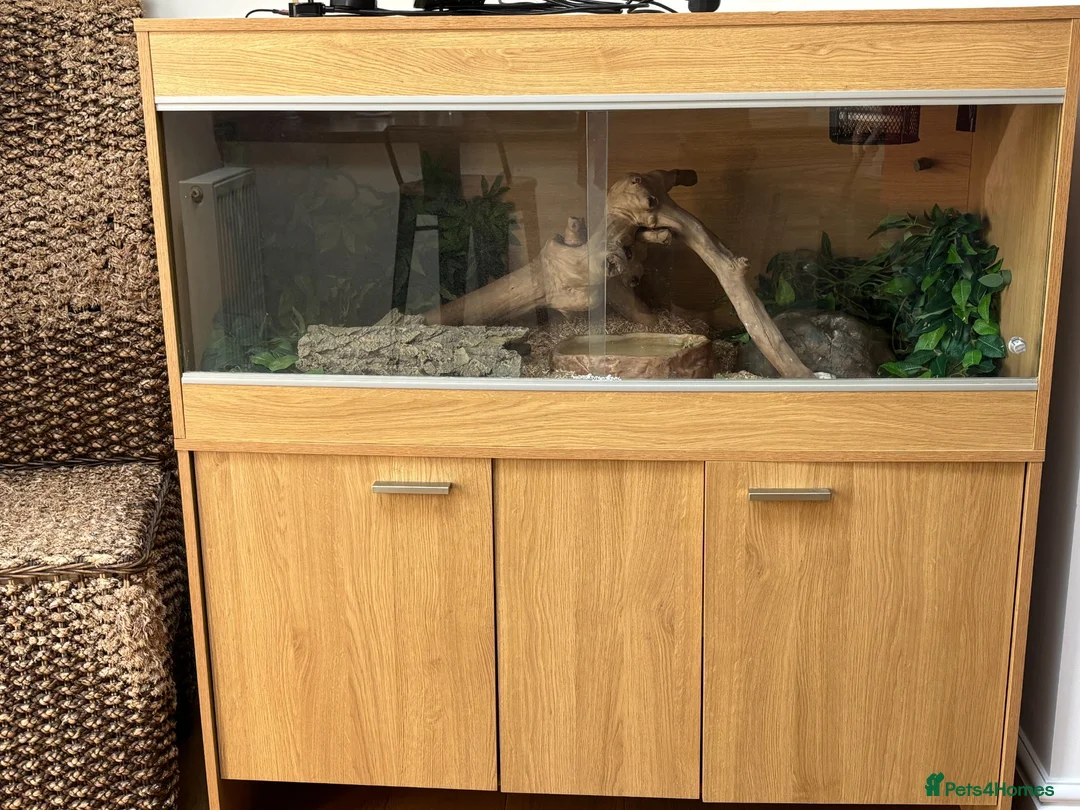 Corn Snake reptiles for sale: Albino Corn Snake in Chelmsford - Advert 3