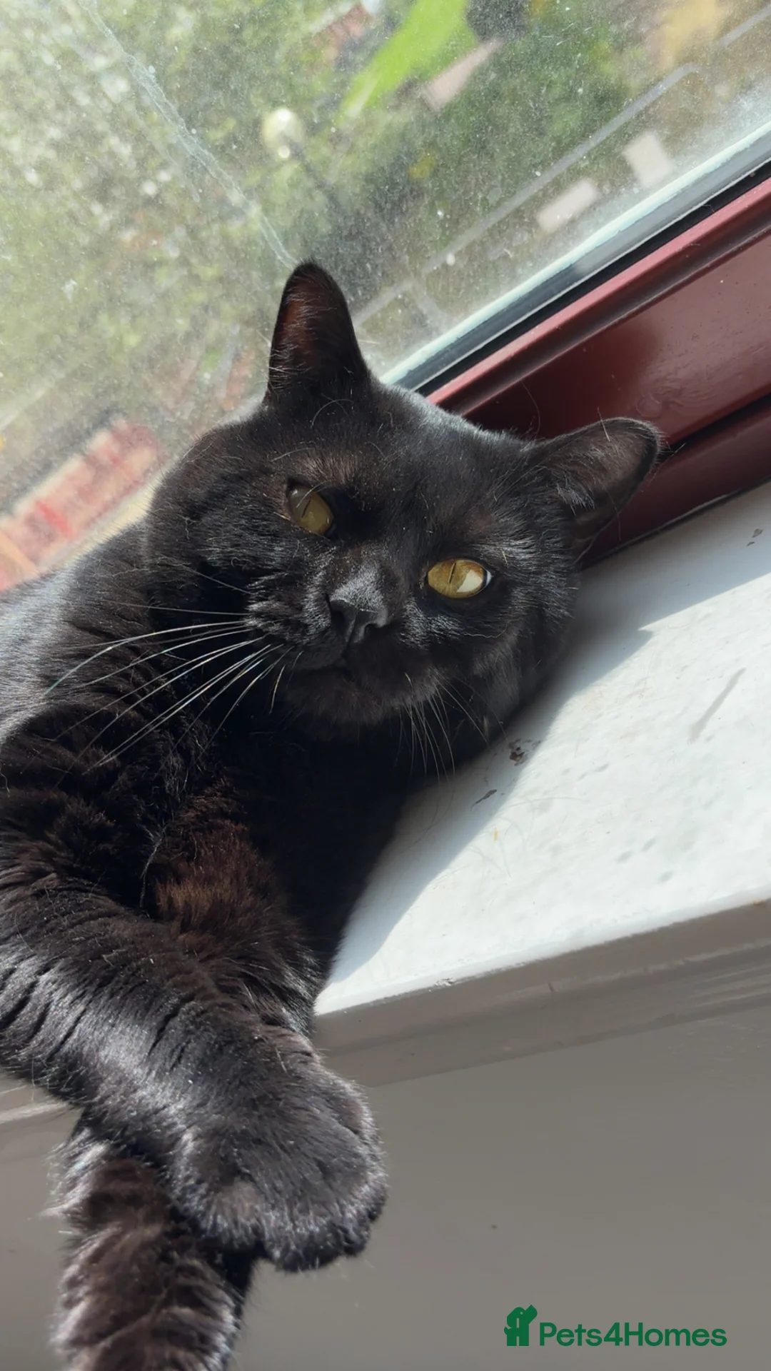 British Shorthair cats for sale: Beautiful chunky British short hair  in Sheffield - Advert 1