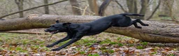 Labrador Retriever dogs for sale: Beautiful Working Lab pups - Advert 9