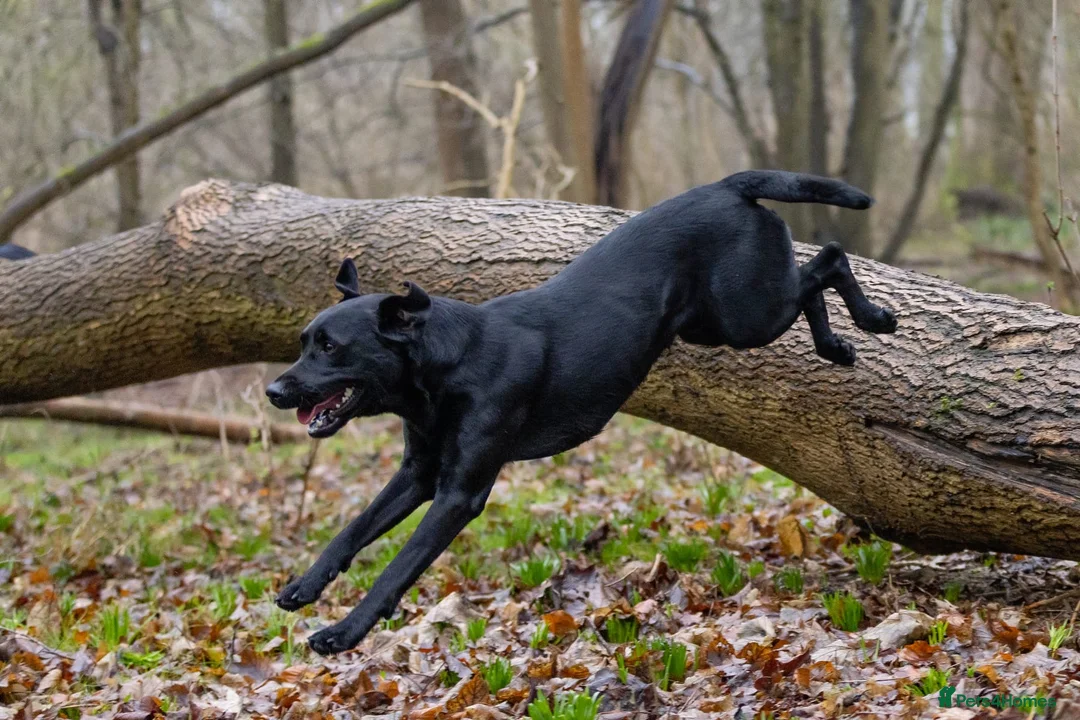 Labrador Retriever dogs for sale: Beautiful Working Lab pups - Advert 9