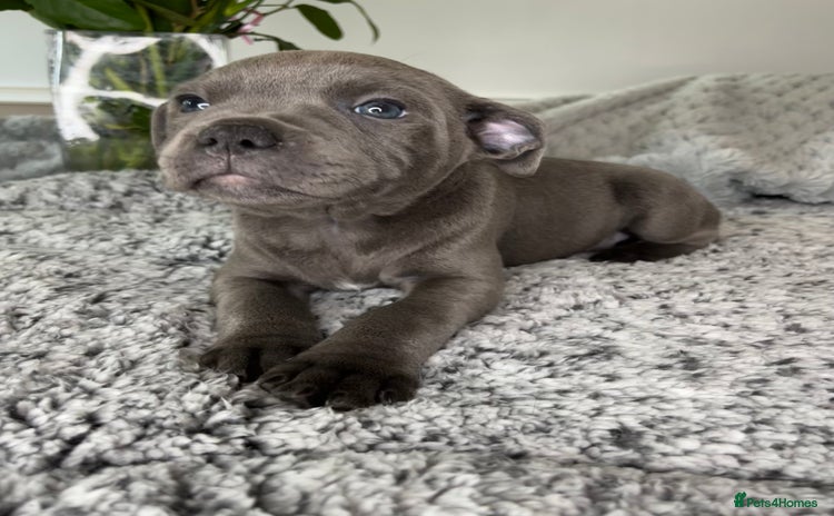 Staffordshire Bull Terrier dogs - Advert 3