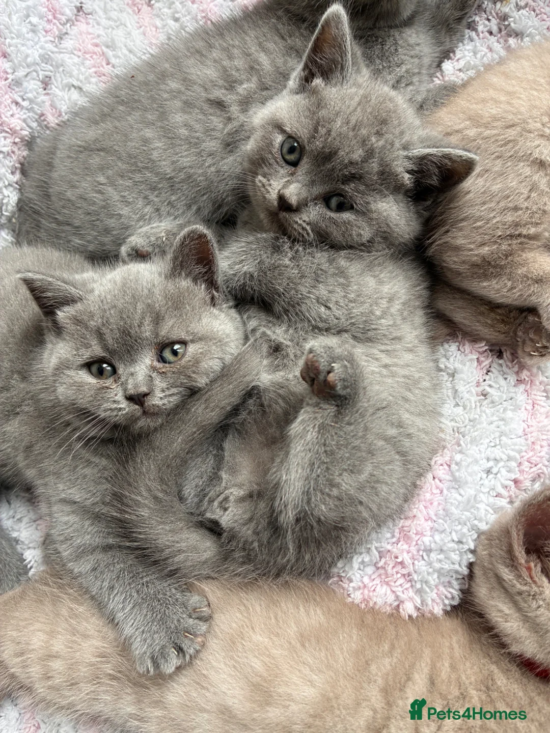 British Shorthair cats for sale: Blue British short hair male kitten  - Advert 1