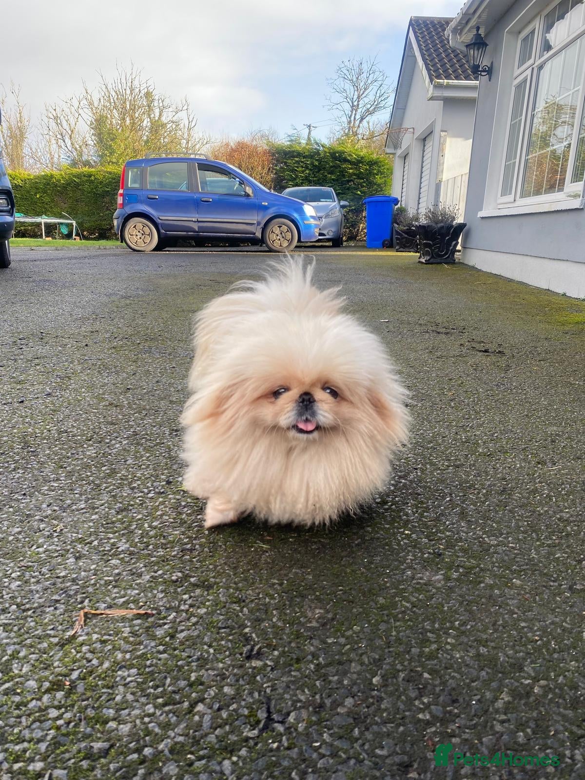 Pekingese dogs for sale: Pekingese puppies  - Advert 8