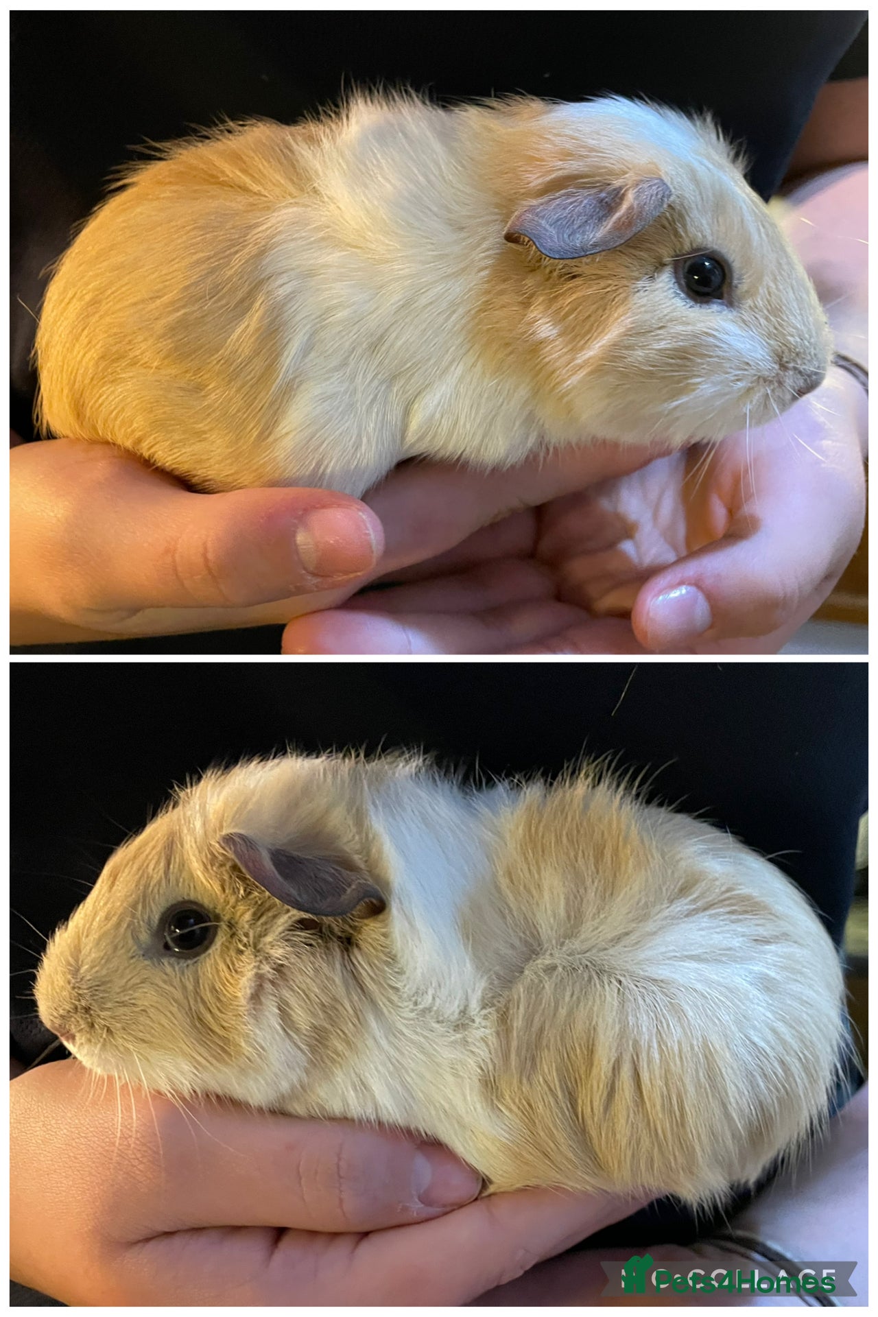 Guinea Pig rodents Baby boar guinea pigs  - Advert 21