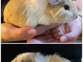 Guinea Pig rodents Baby boar guinea pigs - Advert 11