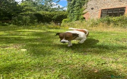 Jack Russell dogs for stud: Jack Russell Stud - Image 2