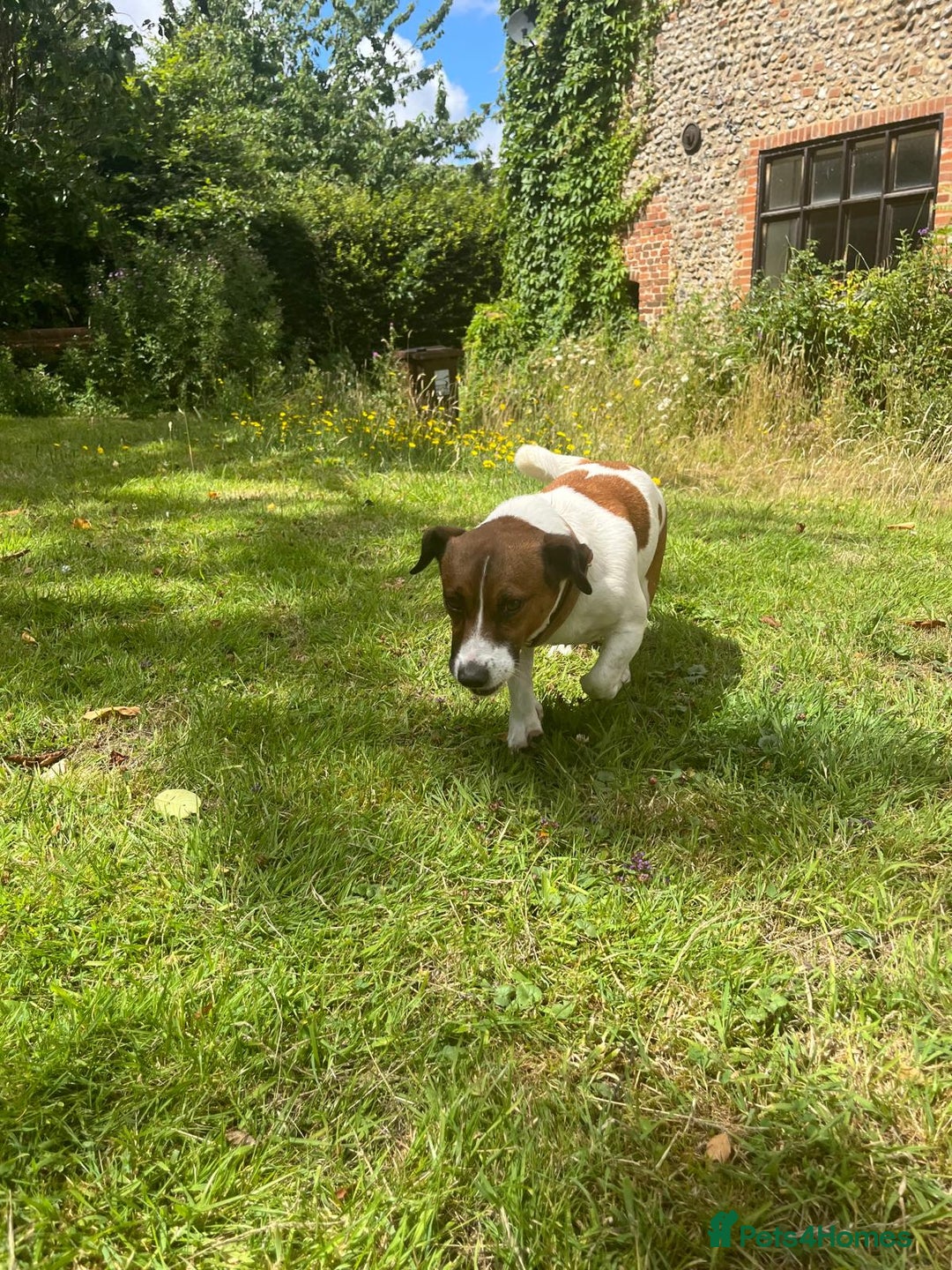 Jack Russell dogs for stud: Jack Russell Stud - Image 2