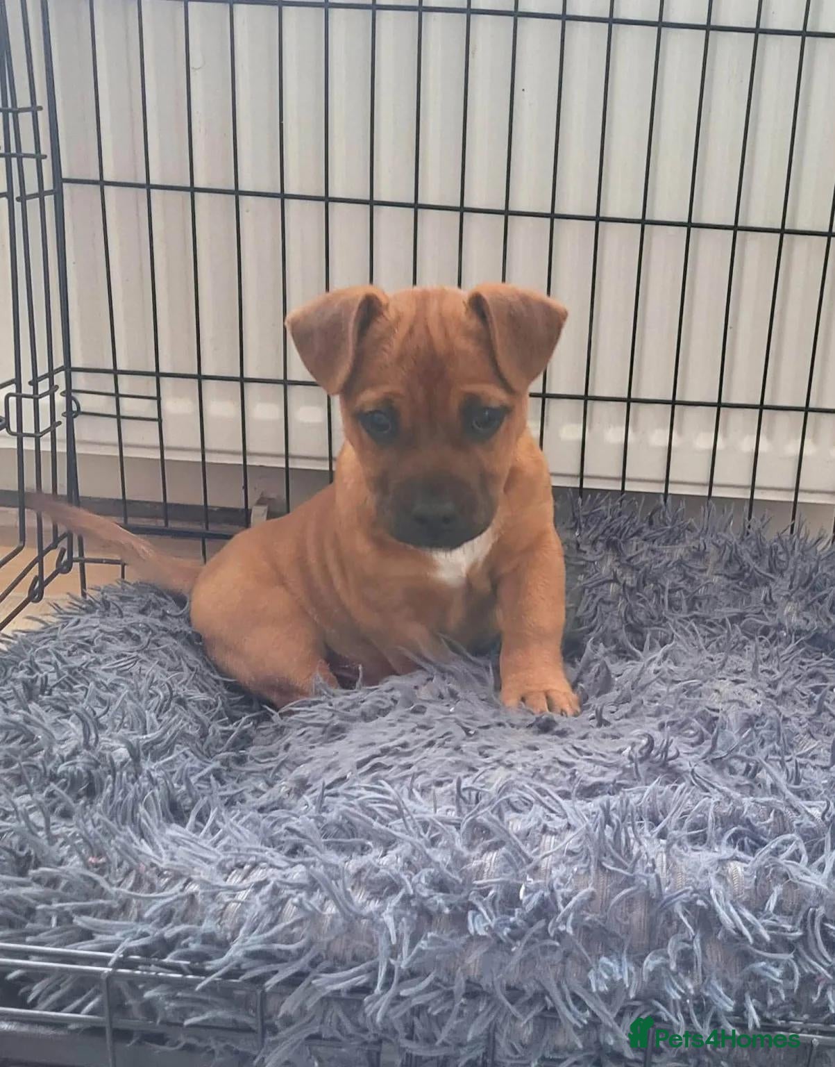 Mixed Breed dogs Blu   - Advert 1