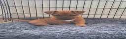 Mixed Breed dogs for adoption: Blu   - Advert 1