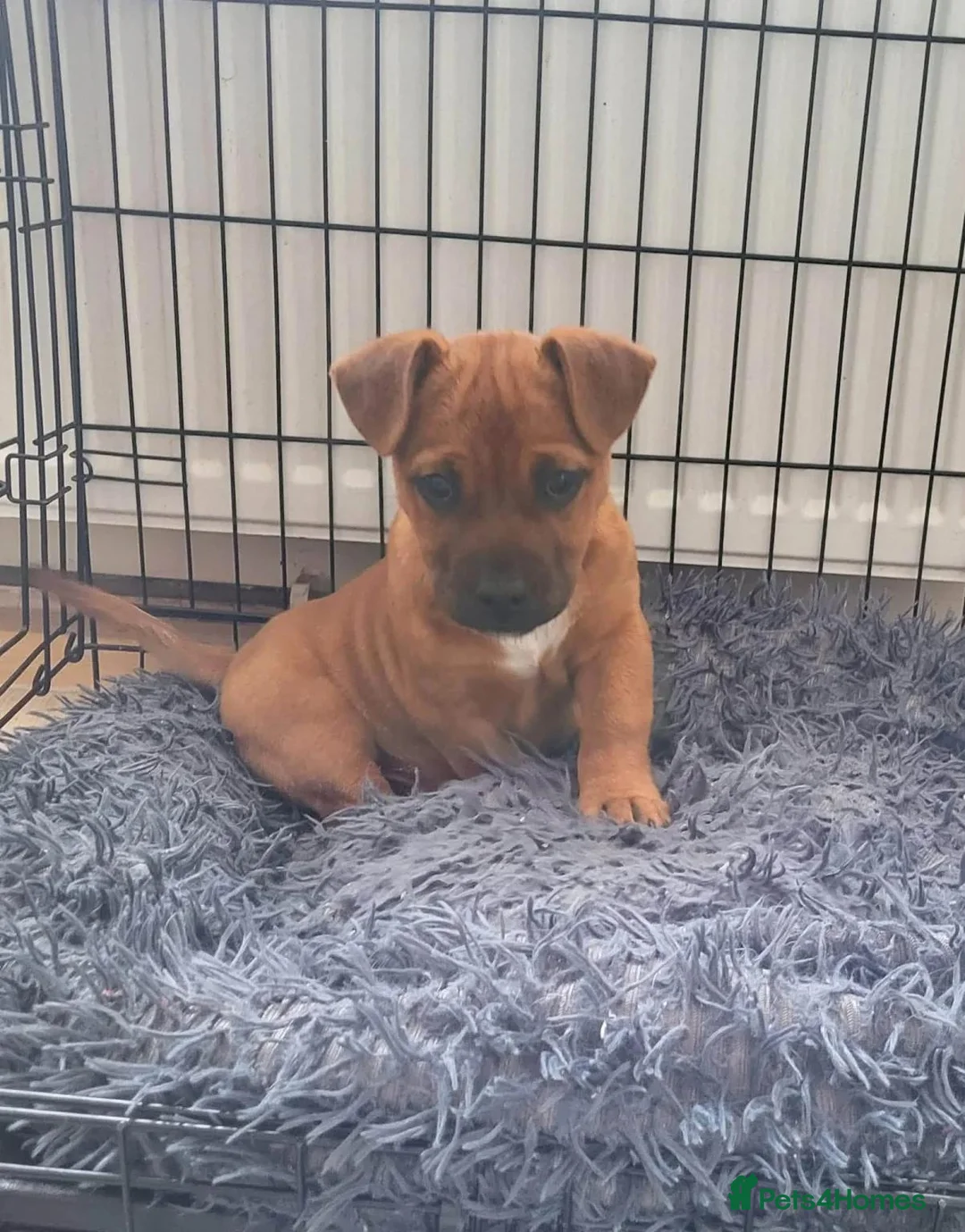 Mixed Breed dogs for adoption: Blu   - Advert 1