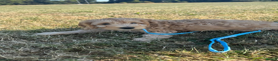 Cockapoo Puppy 2