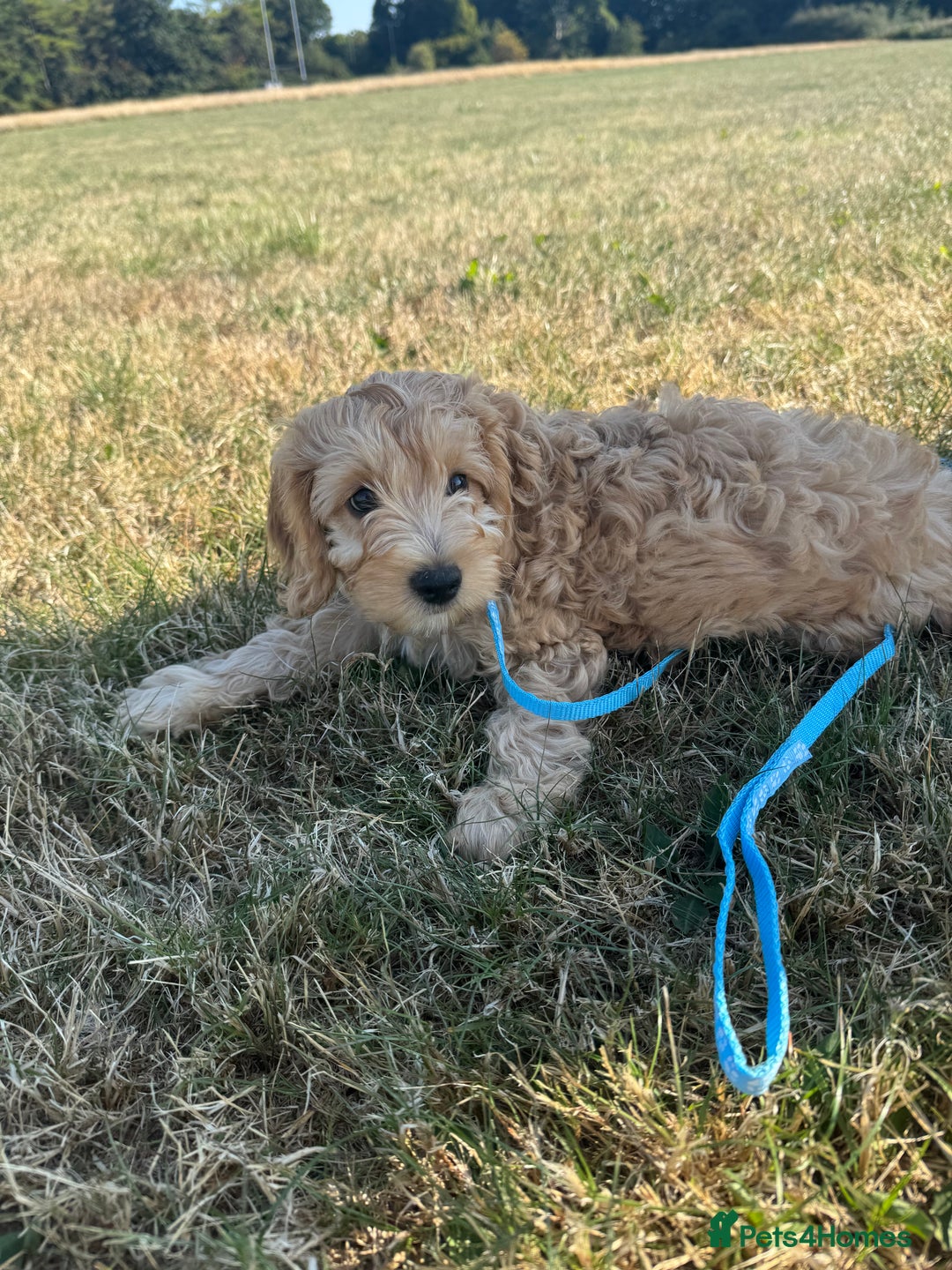 Cockapoo dogs for sale: Adorable Cockapoo Puppies  - Image 13