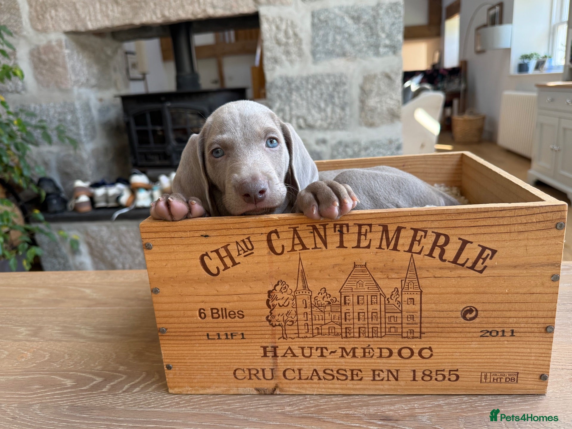 Weimaraner dogs Superb Gunalt Bloodlines & Excellent Temperament - Advert 2