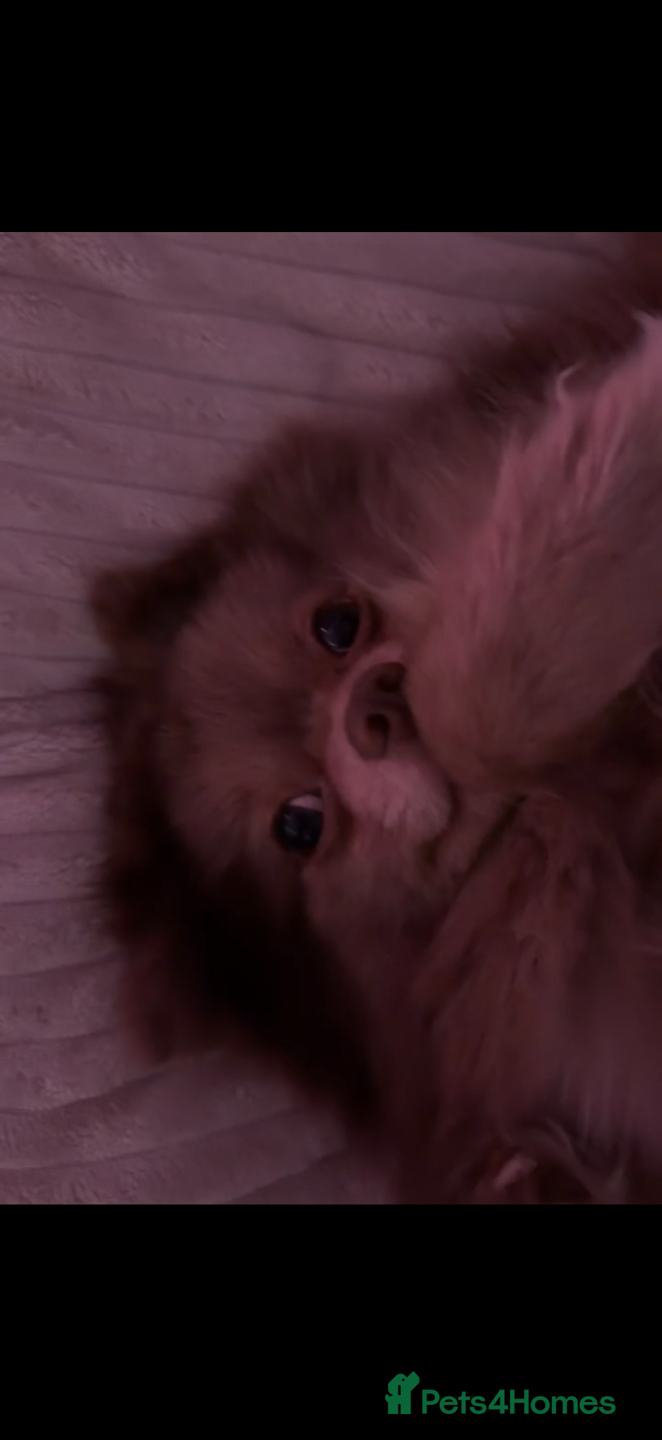 Pomeranian dogs not merle, male pom - Advert 7