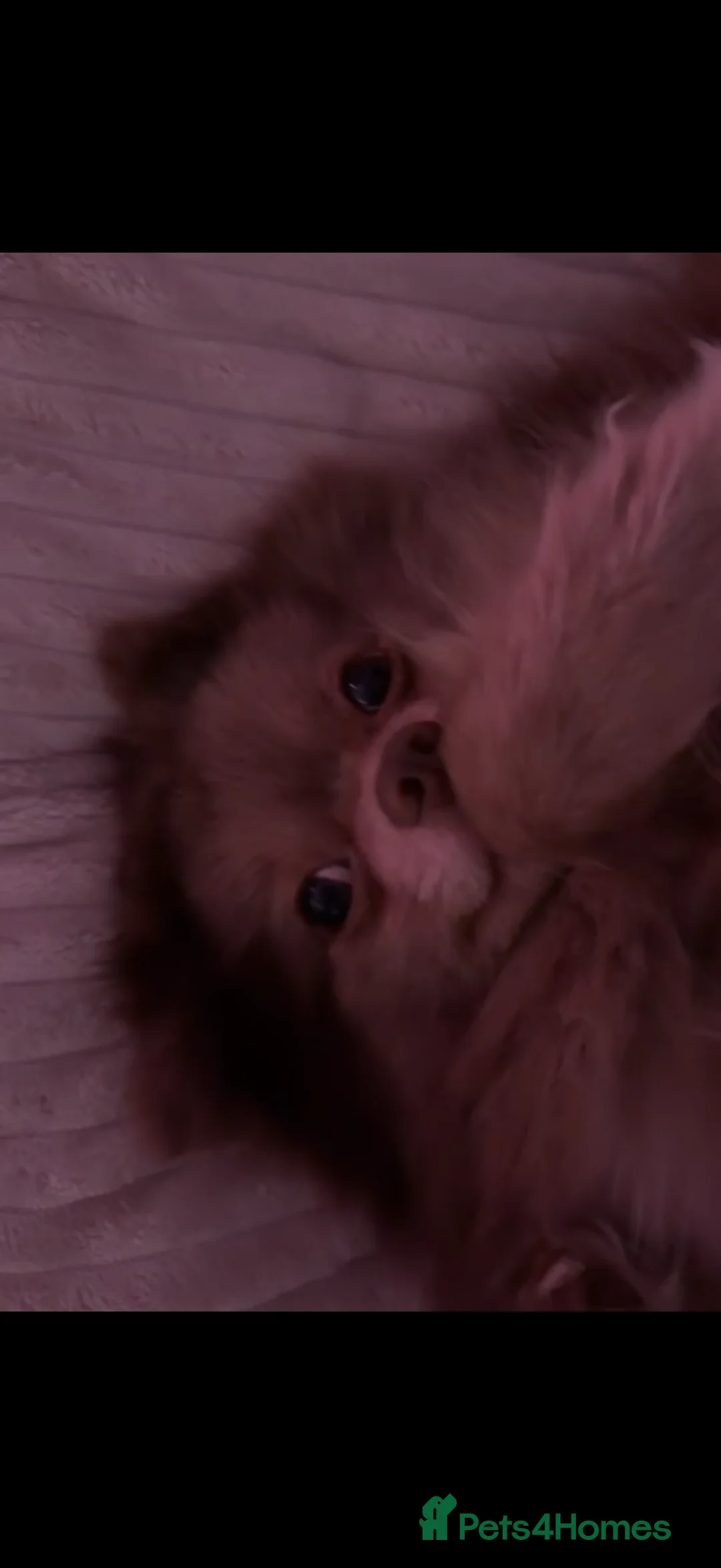 Pomeranian dogs for sale: not merle, male pom - Advert 1