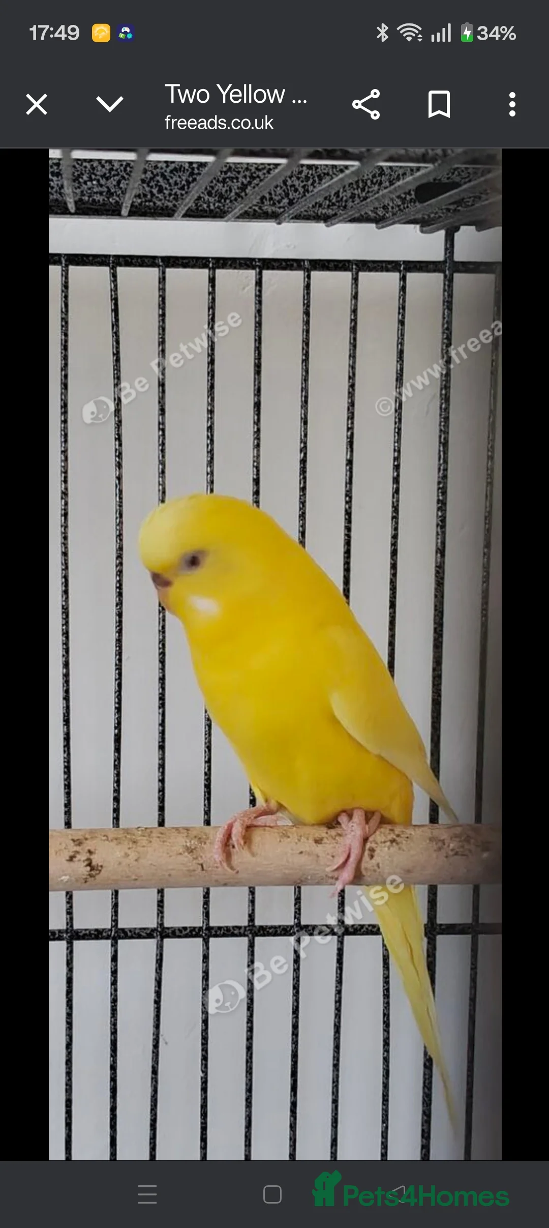 Budgerigars birds for sale: Budgies - Advert 2