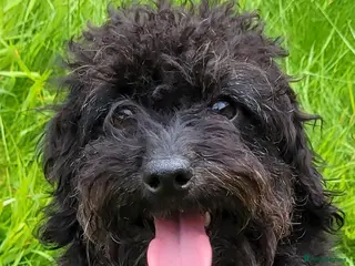 Labradoodle dogs Labradoodle puppies only girls available - Advert 2