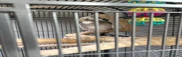 Cockatiels birds for sale: Two hand-reared, exceptionally tame cockatiels - Advert 9