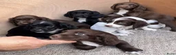 Sprocker dogs for sale: Beautiful Litter of Homebred Sprocker Spaniel Pups in Helston - Advert 5