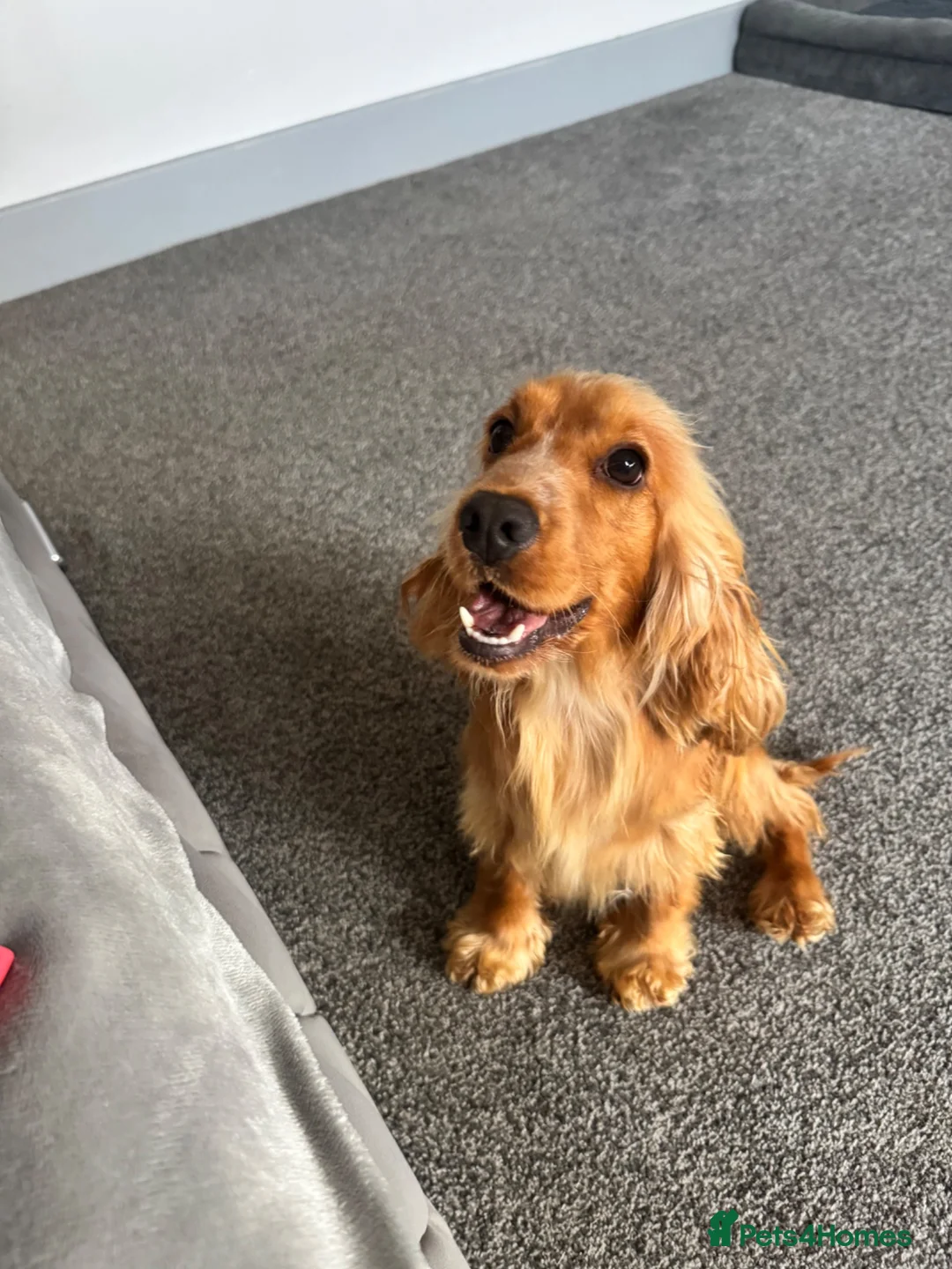 Cocker Spaniel dogs for sale: Stunning 2 year old gold female show spaniel  - Advert 9