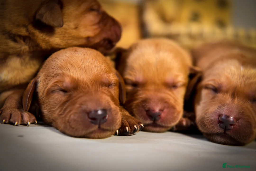 Labrador Retriever dogs for sale: Deep Red Quality Labrador Puppies - Advert 8