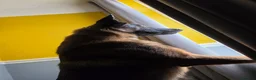 German Shepherd dogs for stud: German Shepherd for stud outstanding boy  - Advert 6