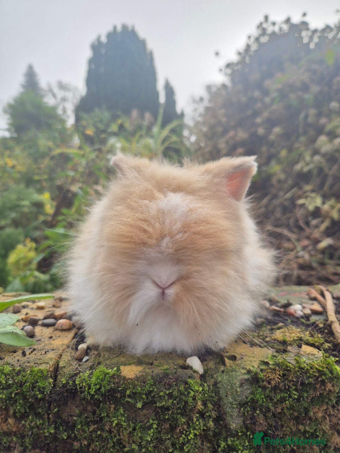 Angora rabbits for sale: Teddydwerg babies 💓💙 READY NOW 😍  - Advert 11